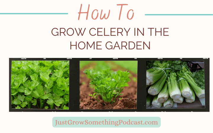 How to Grow Celery in the Home Garden