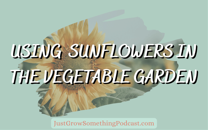 Using Sunflowers in the Vegetable Garden