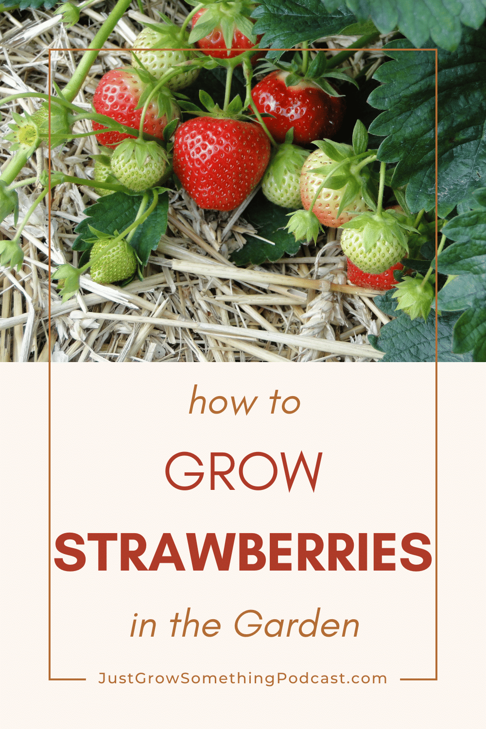 How to grow strawberries