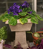 African violet plant