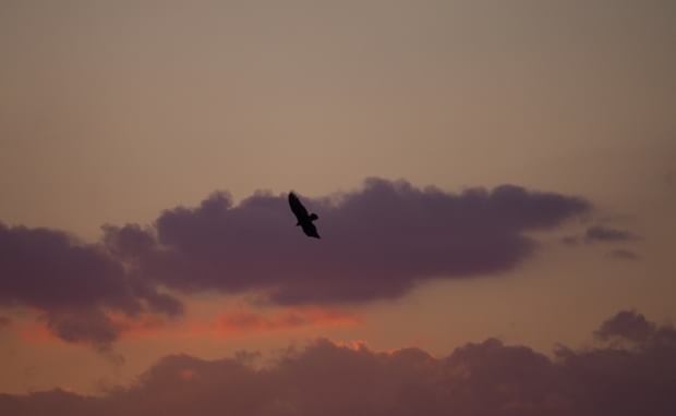 Bipolar Disorder: The Highs, the Lows, and the In-Between