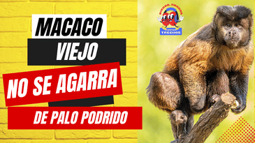 Macaco viejo no se agarra de palo podrido: el valor de la sabiduría.