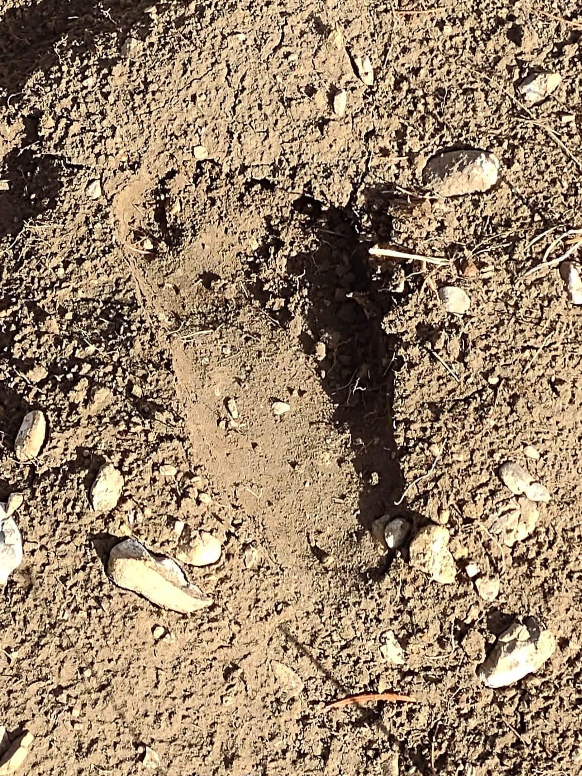 Episode 5. Joe Comes At Night