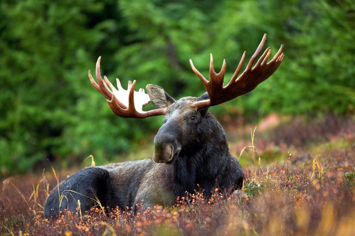 Moose in New Brunswick