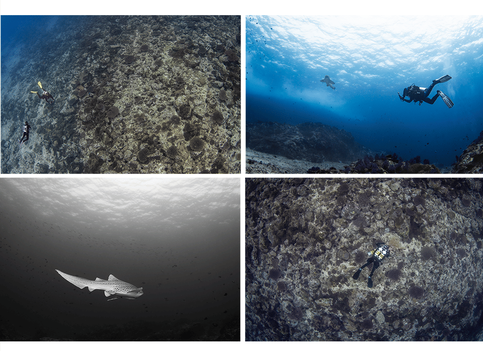 North Solitary Islands collage