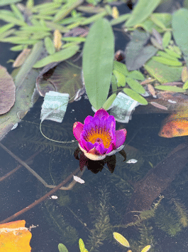 Tall Poppy Syndrome: The Struggles and Triumphs for Women in Health IT