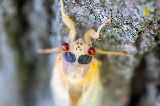 Cicada Soundscapes - The Emergence of Brood XIII