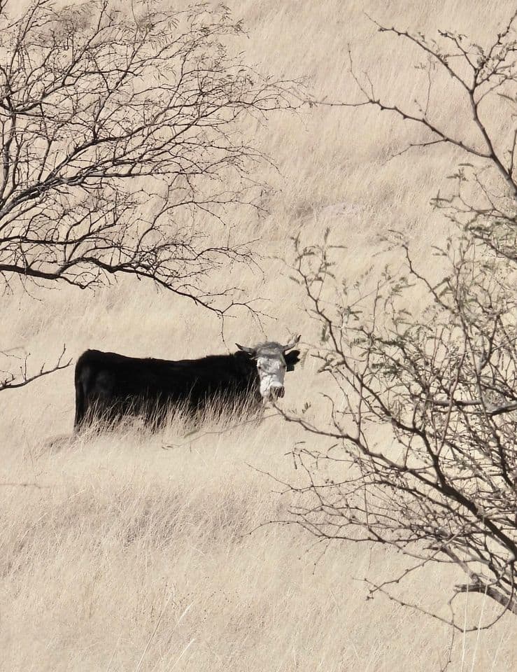 Photo of cow on public lands