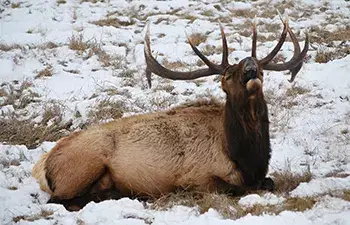 Photo of elk