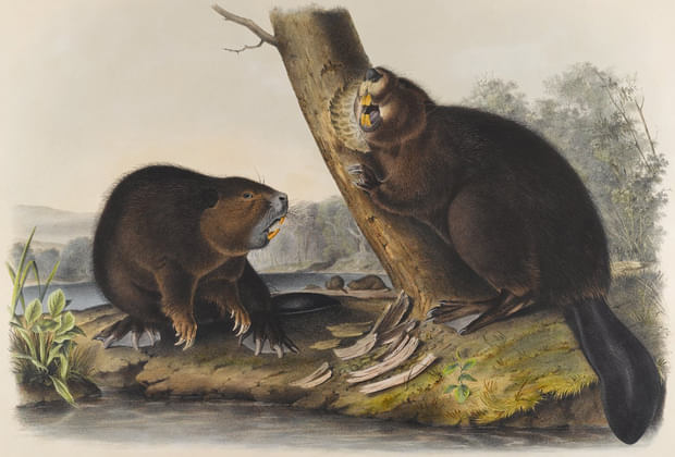 Episode 6 - Builders: Beavers