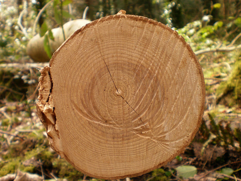 Tree Rings on a cut tree
