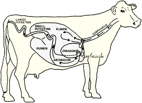 Drawing of cow digestive system