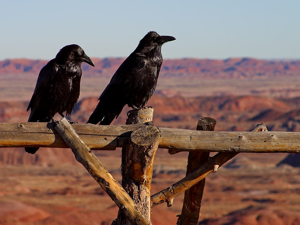 Picture of two ravens on a fence