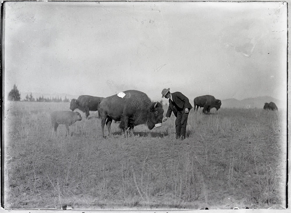 Episode 5 - Interlopers: Cows, Elk, and Buffalo