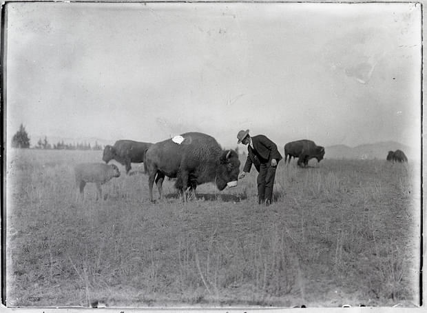 Episode 5 - Interlopers: Cows, Elk, and Buffalo