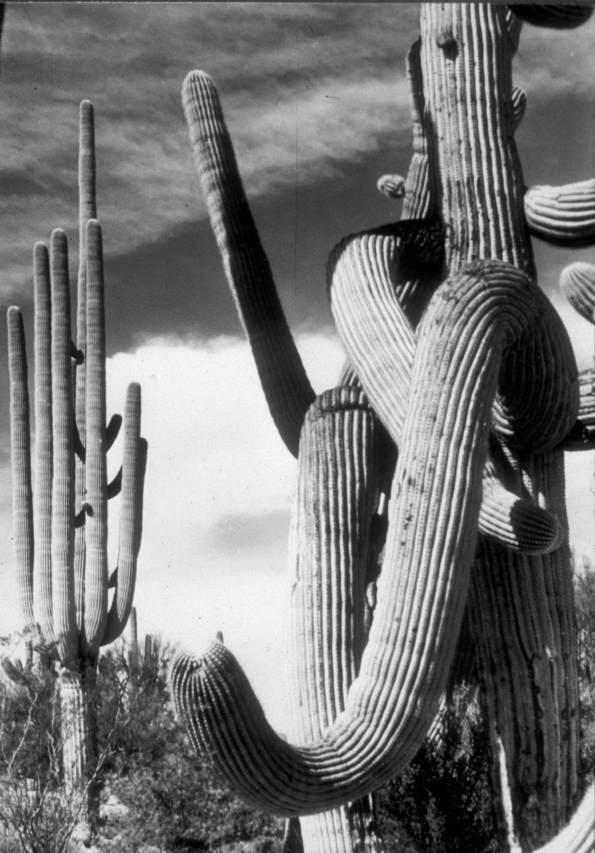 Photo of Saguaro Cacuts
