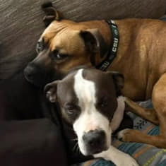 Episodio # 18-2026- Best Friends Animal Society
