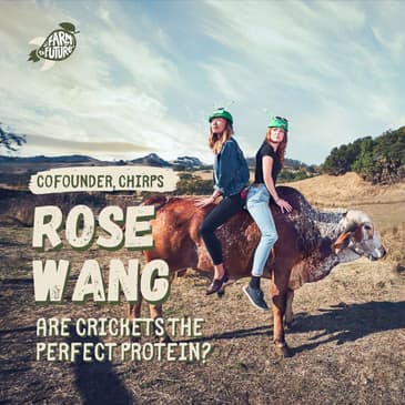 Crickets: the perfect protein? — Rose Wang
