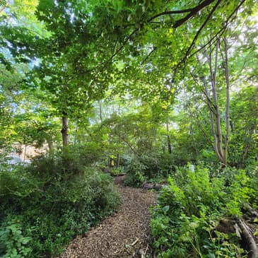 #97: Climate Adaptation Strategies for Urban Trees and Woodlands