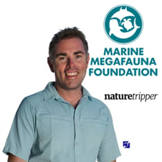 Dr Simon Pierce - Whale sharks