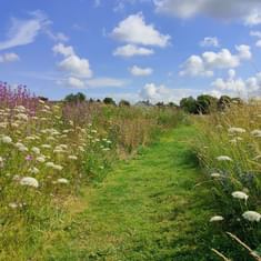 #109: (WILD) Rewilding and Reconnecting Towns with the Landscape