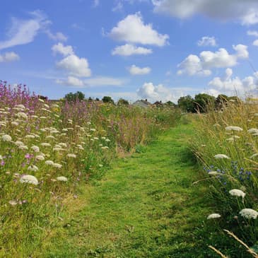 #109: (WILD) Rewilding and Reconnecting Towns with the Landscape