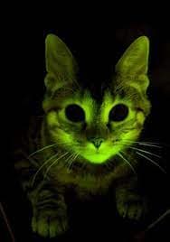 What should we do with all the ray cats? with Matt Caplan