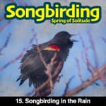 S3E15 - Songbirding in the Rain