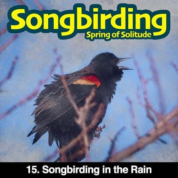 S3E15 - Songbirding in the Rain