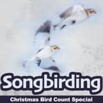 2019-20 Christmas Bird Count Special, Part 1