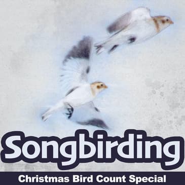 2019-20 Christmas Bird Count Special, Part 2