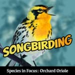 Species in Focus: Orchard Oriole