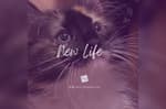 New Life