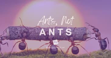 Ants, Not ANTs