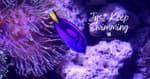 Just Keep Swimming!