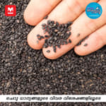 ചെറു ധാന്യങ്ങളുടെ വിവര വിശേഷങ്ങൾ