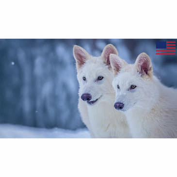 THOUGHTCRIME Ep. 79 — Real-Life Dire Wolves? Austin Metcalf and Karmelo Anthony?