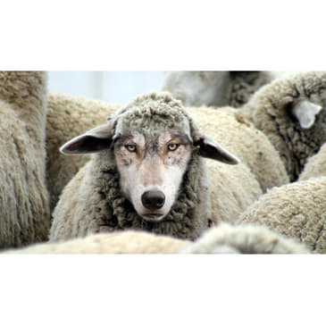 Democrat Wolves in Sheep's Clothing with John Gibbs and Kristan Hawkins