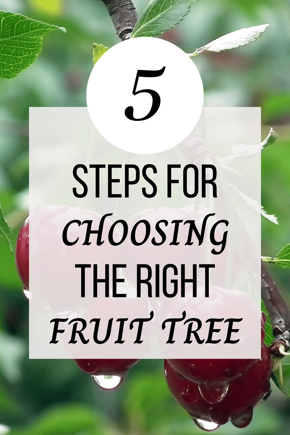 Five Steps to Choosing the Right Fruit Tree for Your Garden | Just Grow ...