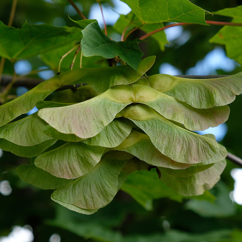 Five Invasive Species to Avoid Planting in North America | Just Grow ...