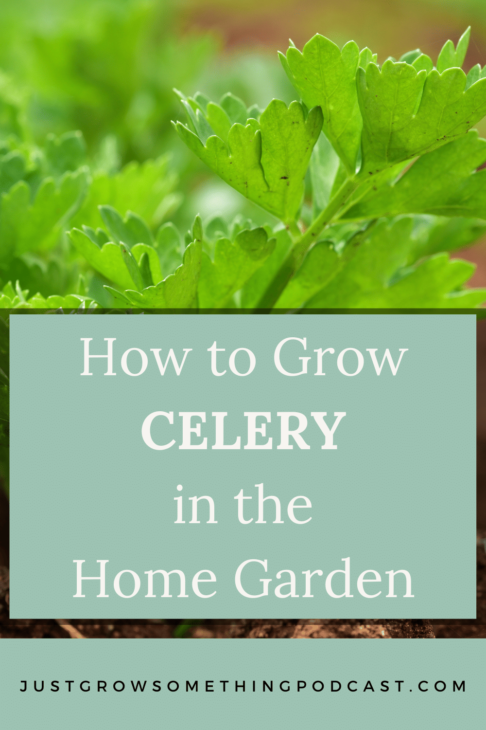 How to Grow Celery in the Home Garden | Just Grow Something with Karin ...
